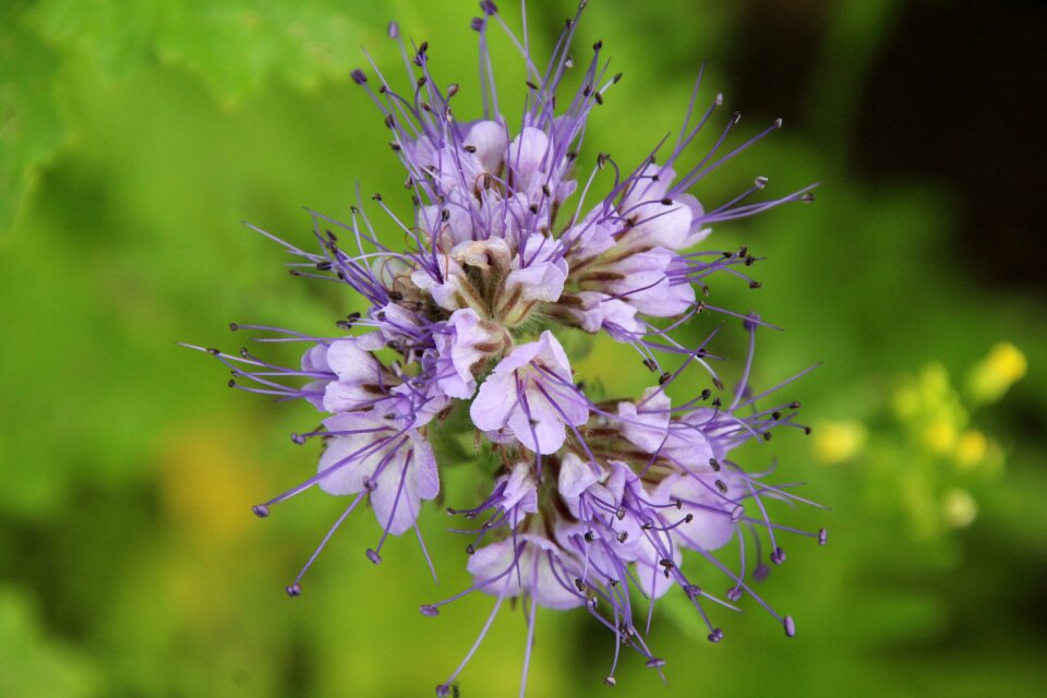 Purple flower flower plant
