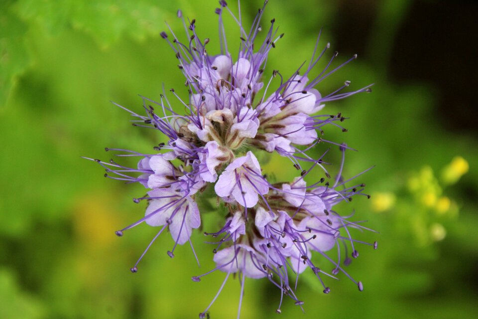 Purple flower flower plant photo