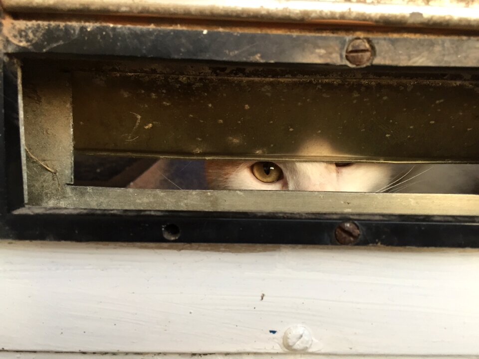 Cat's eyes curious wallet