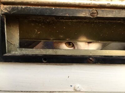 Cat's eyes curious wallet