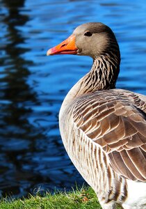 River bird water bird