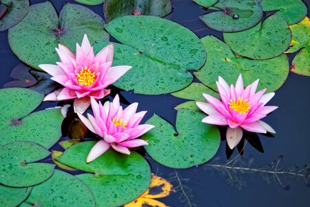 Pink pond nuphar photo