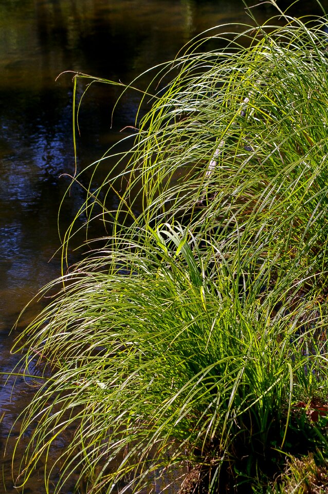 River wild clumps