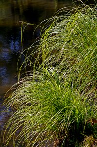 River wild clumps