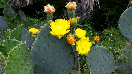 Nature flowers