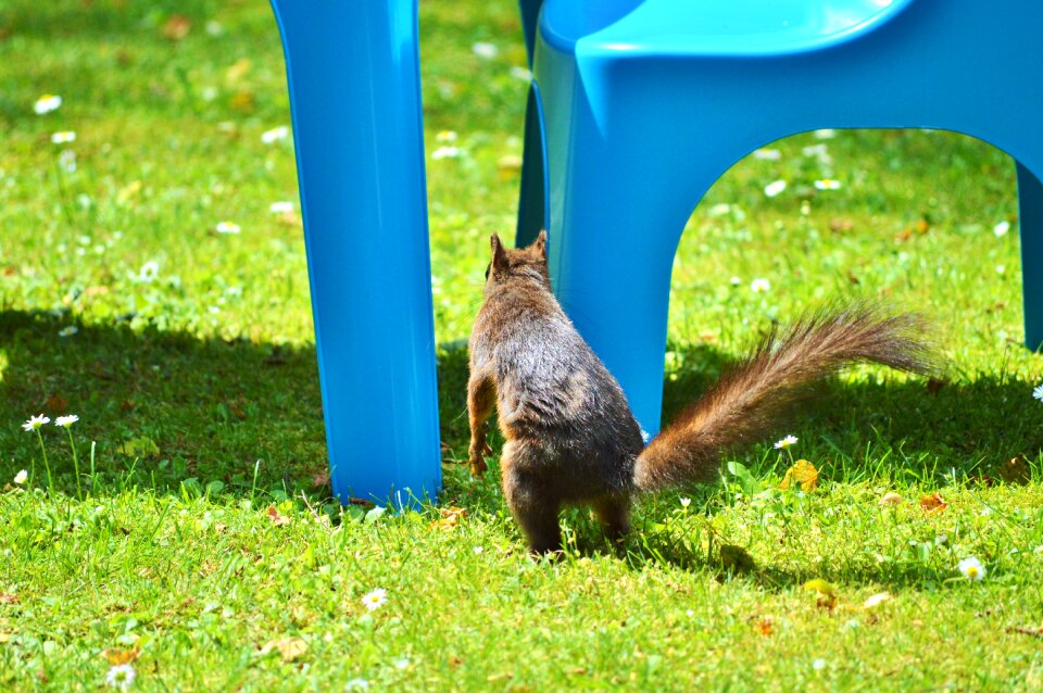 Cute nature cheeky