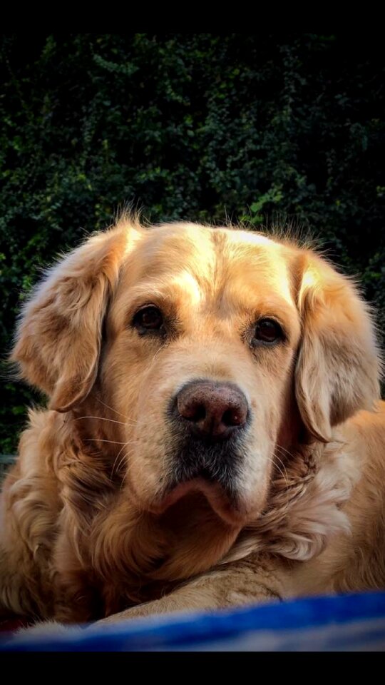 Big dog animal dog portrait photo