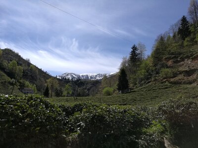 Landscape tea black sea