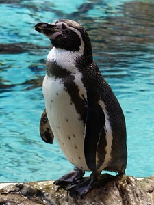 Animal curious aufmerksamn