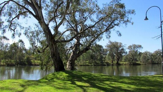 Scenery park gum trees photo