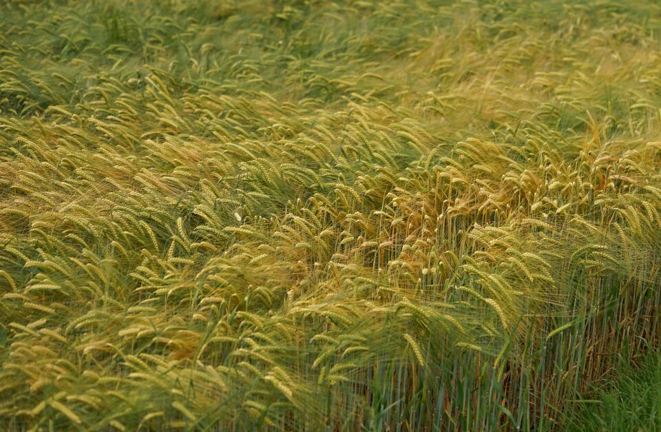 Field field crops grain