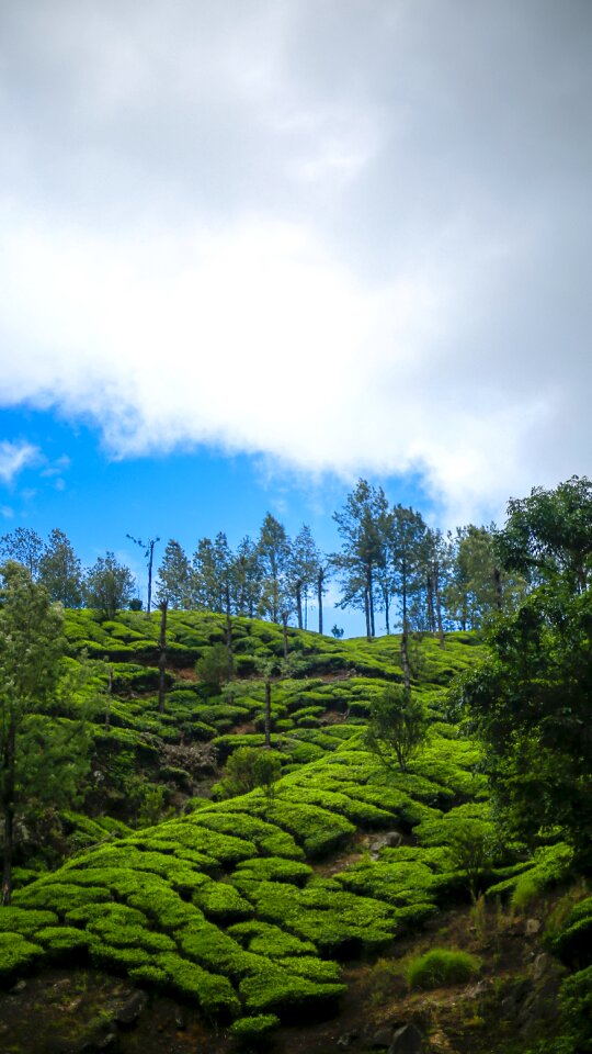 Landscape munnar scenery