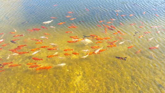 Japanese breeding form gold luck