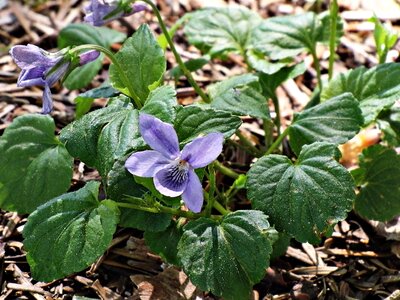 Wild plant nature wild herb