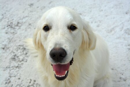 Domestic animal animals animal