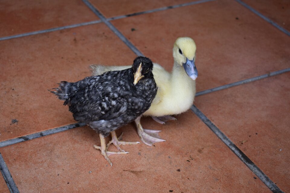 Chick duck farm photo