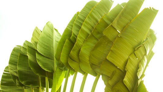 Palm tree brazil green photo