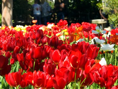 Flowers rossi tulips