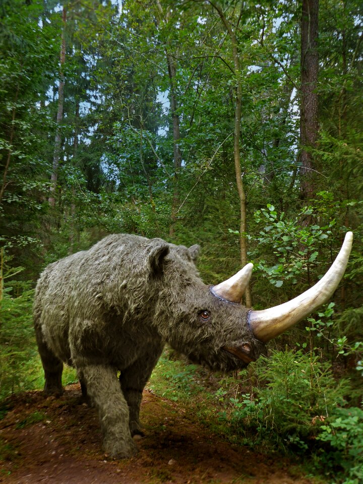 Prehistoric rhino extinct prehistoric times