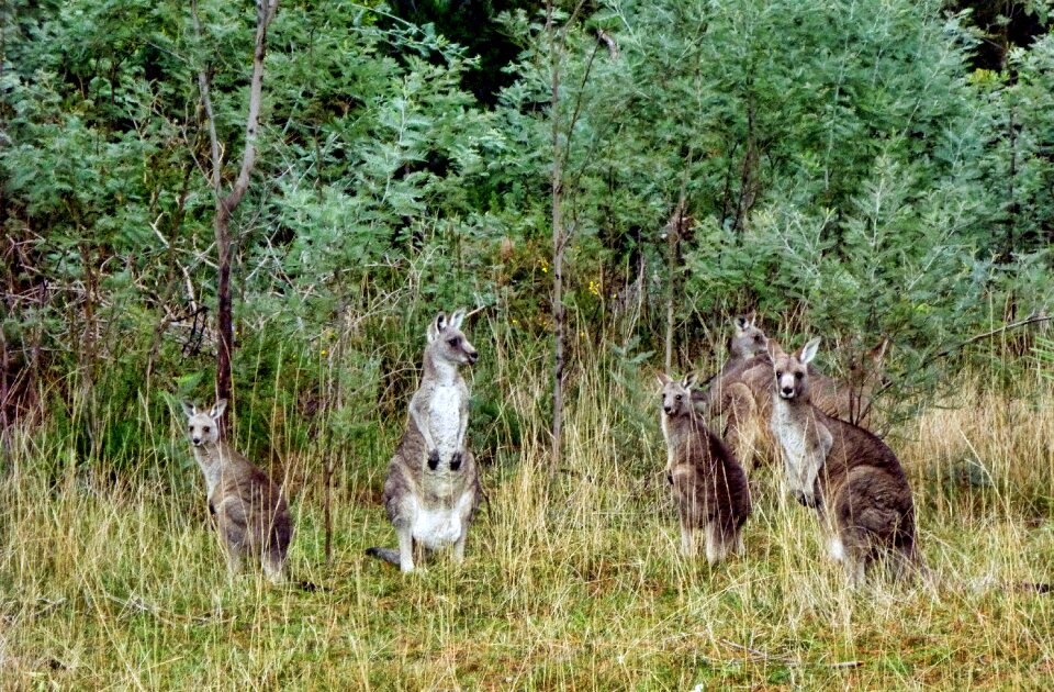 Australia animals
