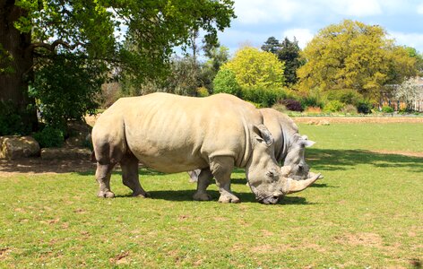 Wild wildlife rhinoceros photo