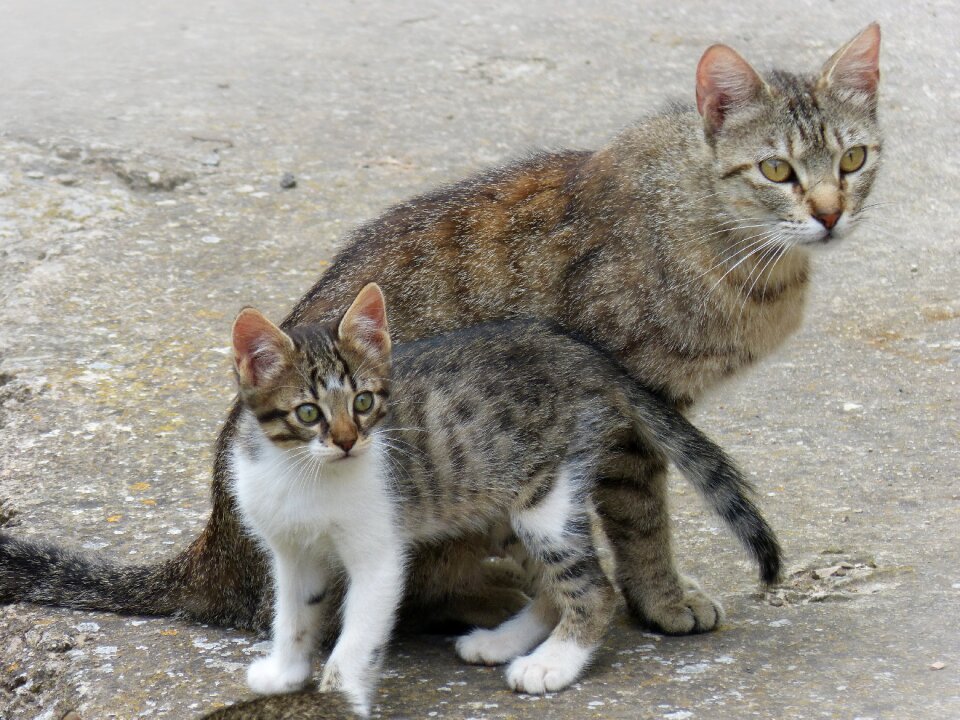 Mother and son breeding housecat