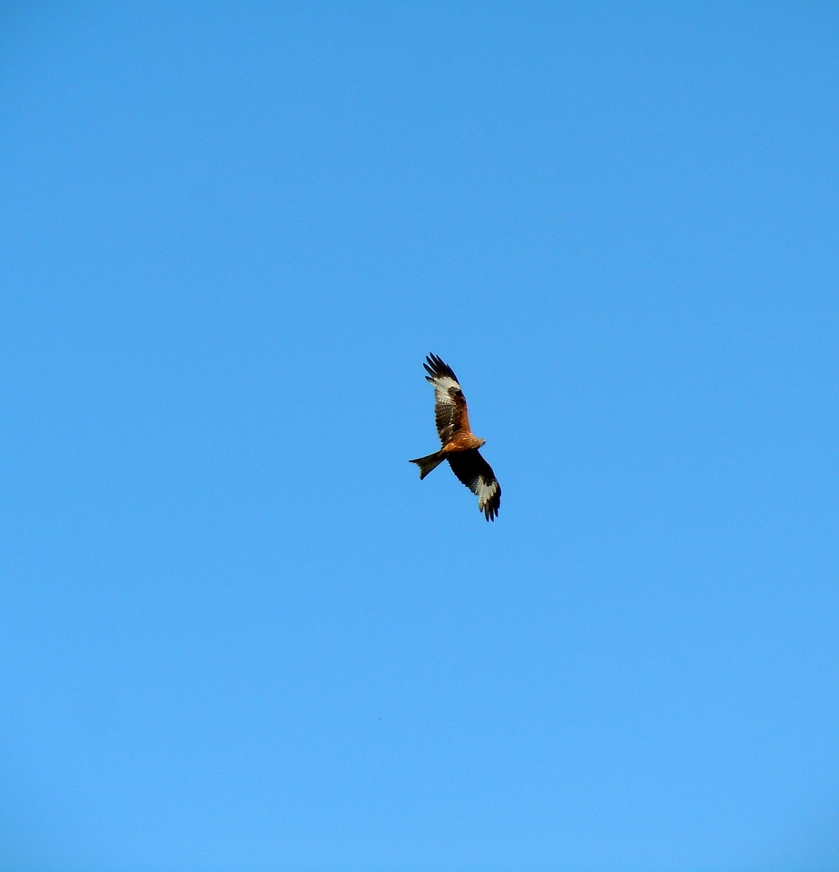 Bird of prey bird flying