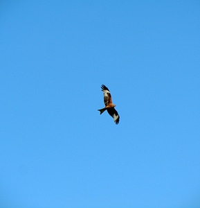 Bird of prey bird flying photo