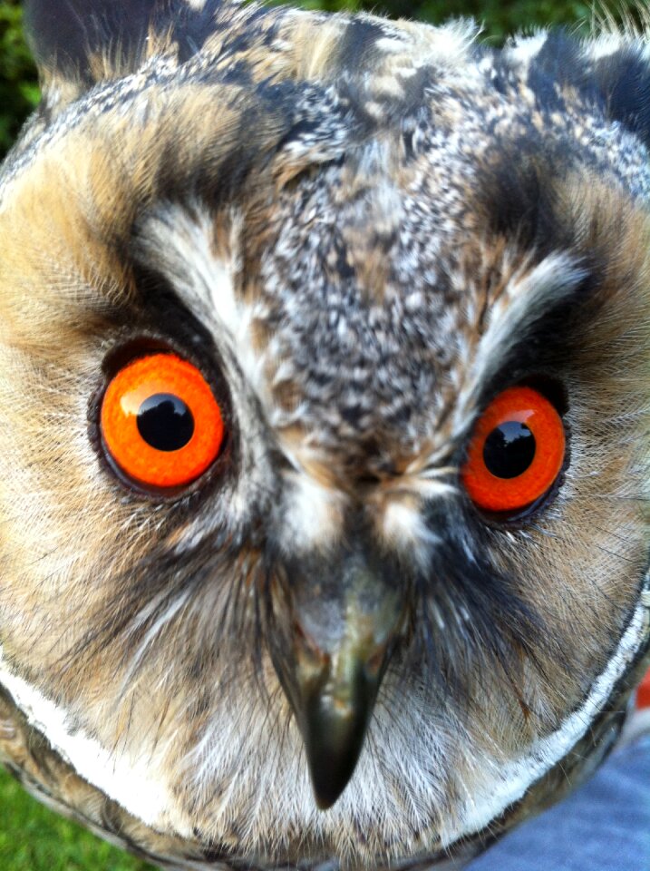 Long eared owl owl wild bird