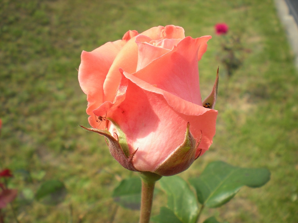 Beauty petals rose