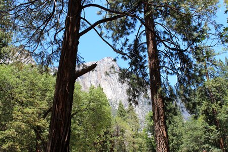 Us san francisco forest photo