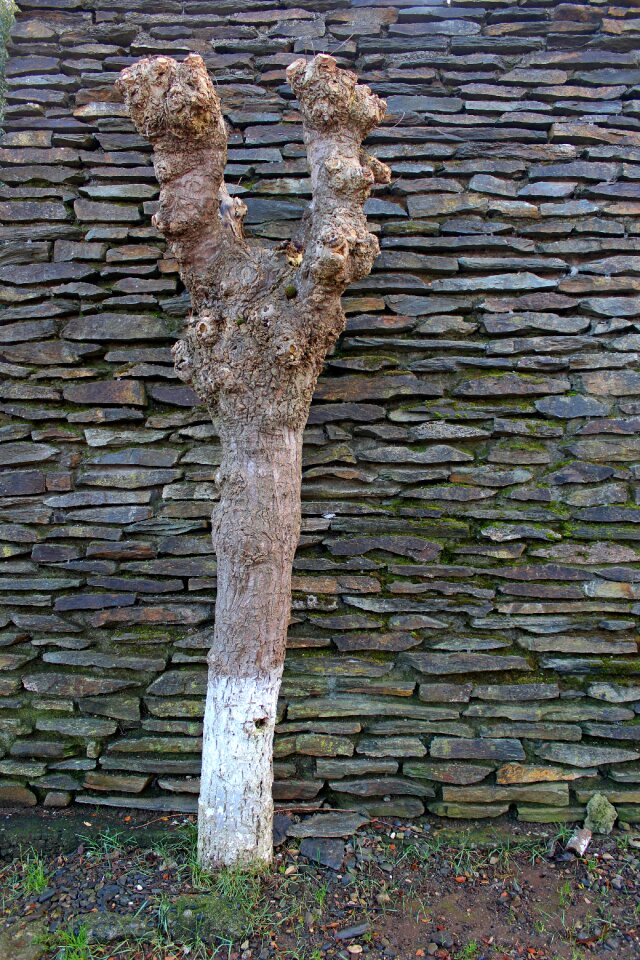 Park outdoor timber