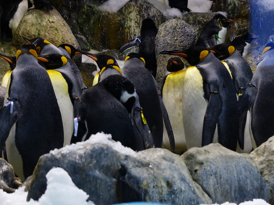 Penguin band group coulter