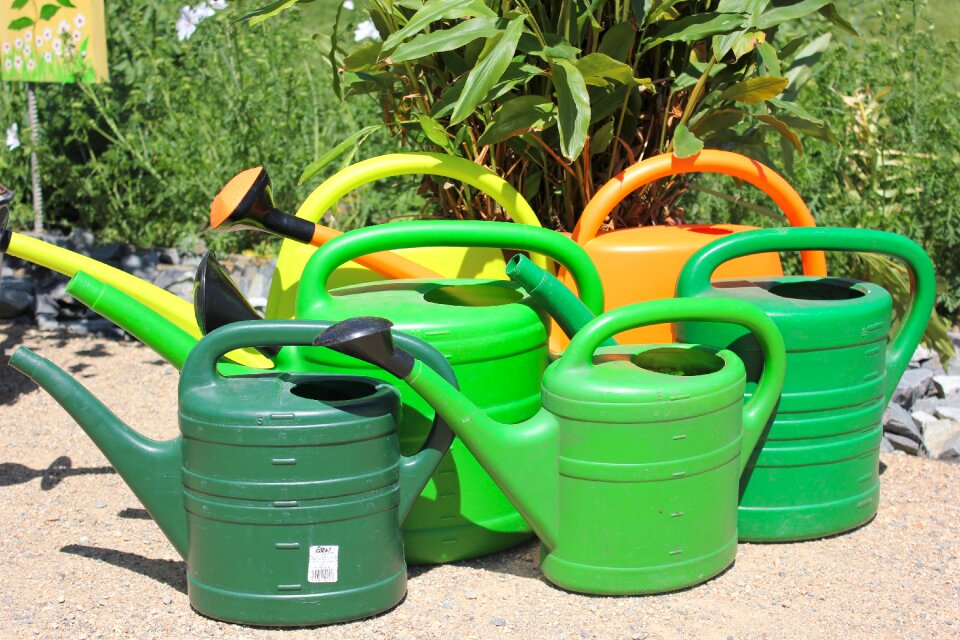 Water gardening summer
