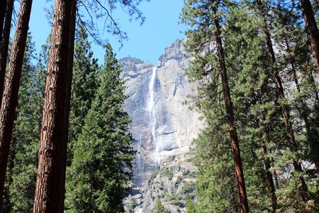 Us san francisco forest photo