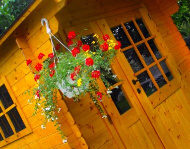 Flower pot geraniums flowers