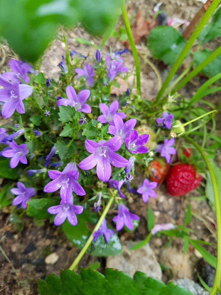 Violet wild flower wildflower perimeter road photo