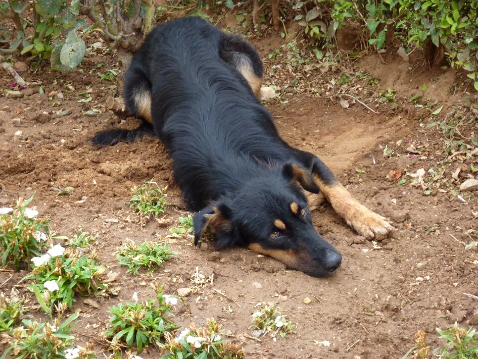 Greece dog