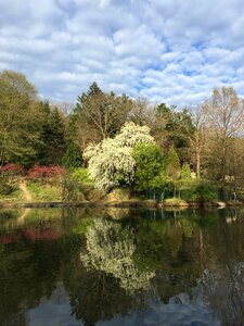 Peace nature tree