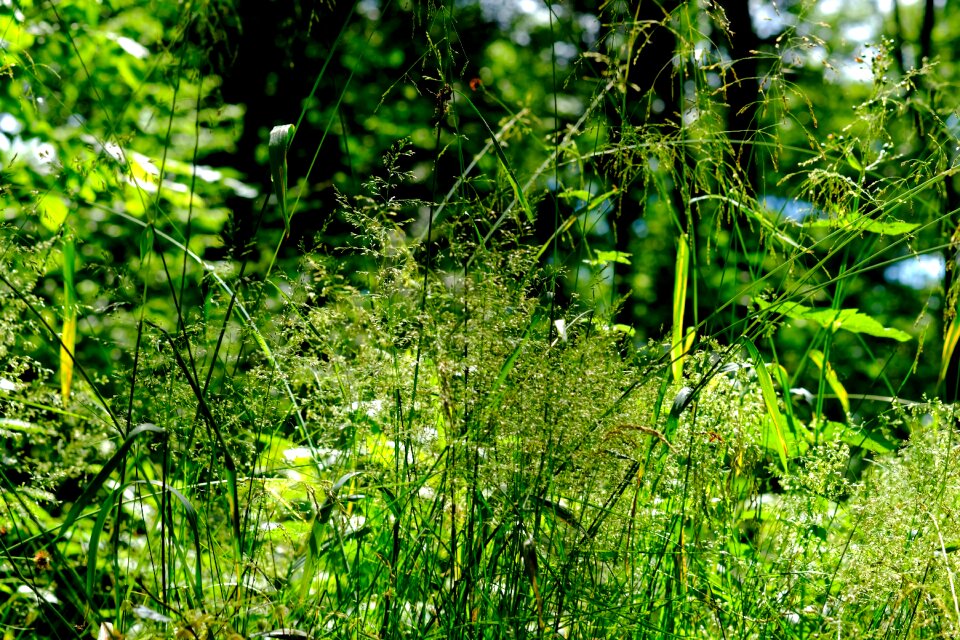 Meadow green landscape