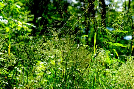 Meadow green landscape photo