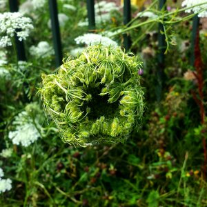 Plants roadside green