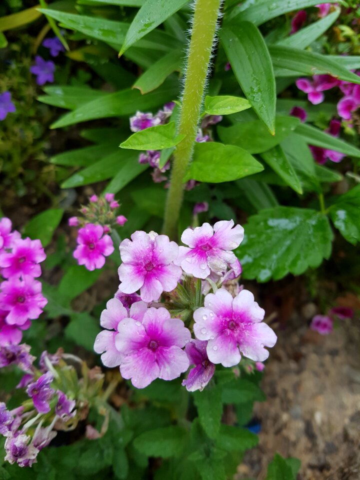 Flowers roadside around