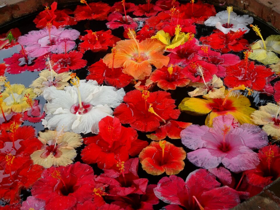Floating flowers flower decoration