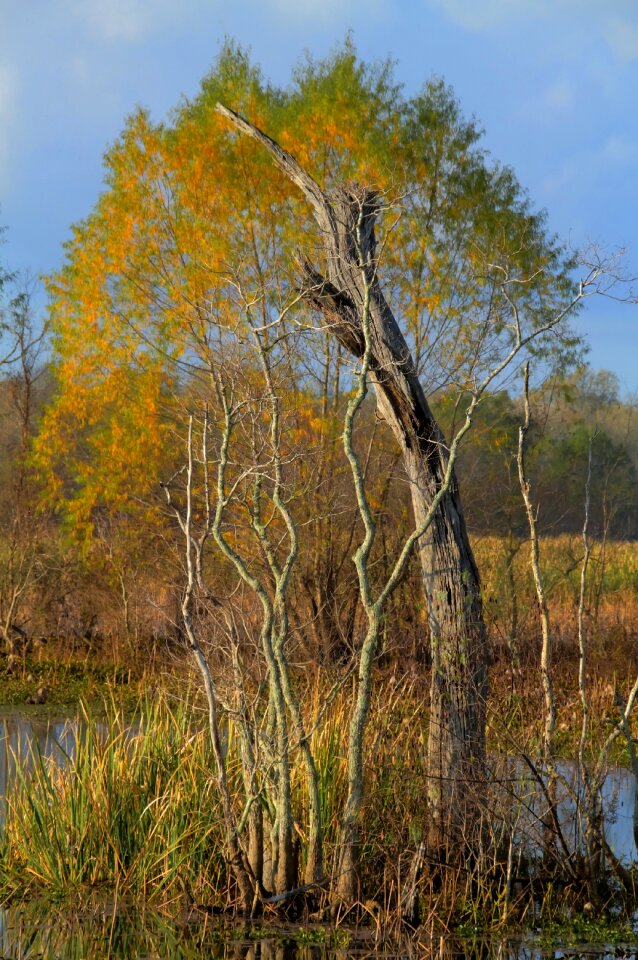 Wilderness autumn