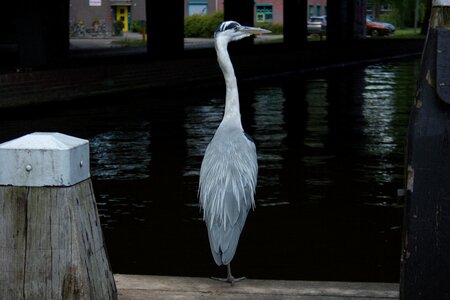 Heron bird water