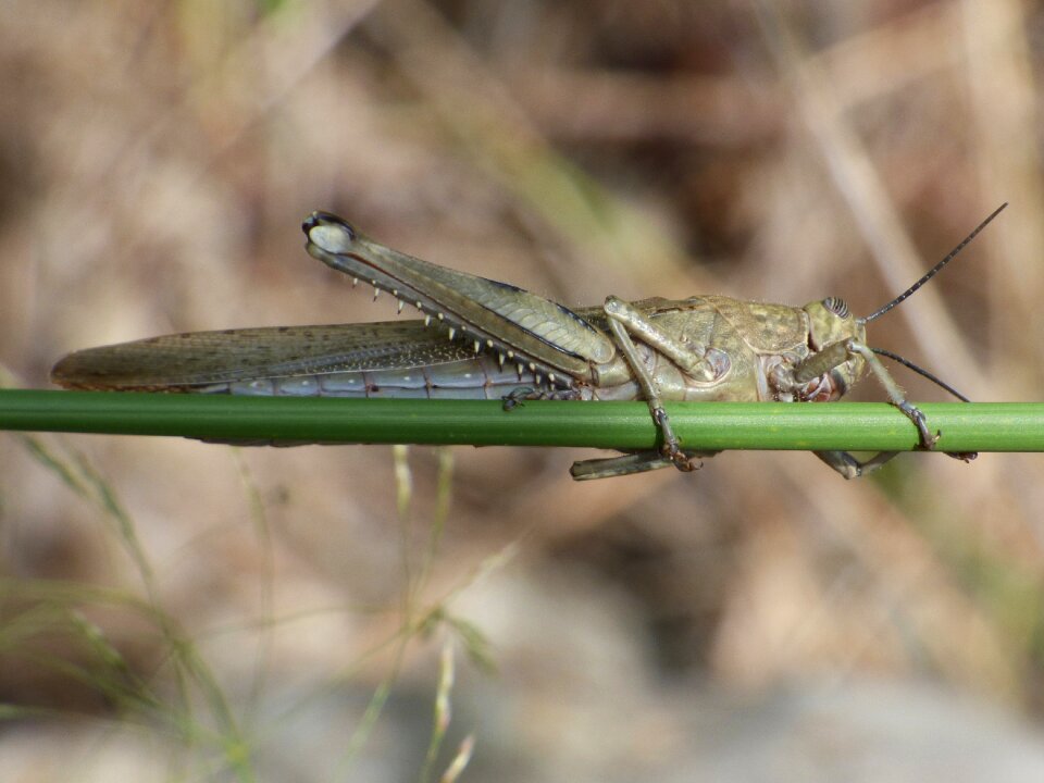 Hide subject arthropod