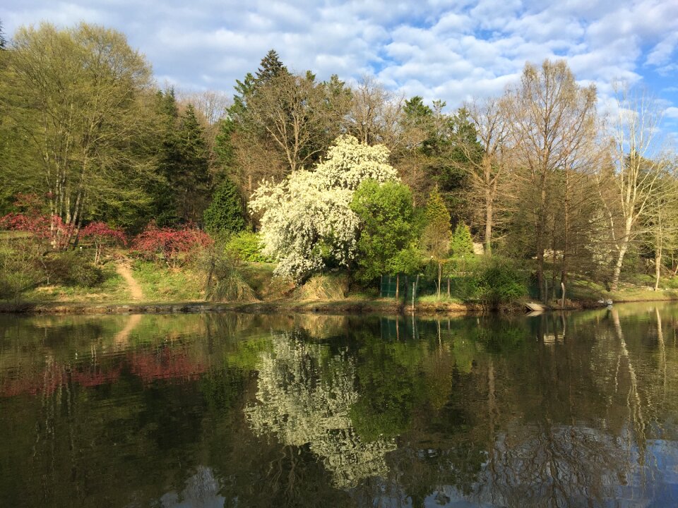 Peace nature tree