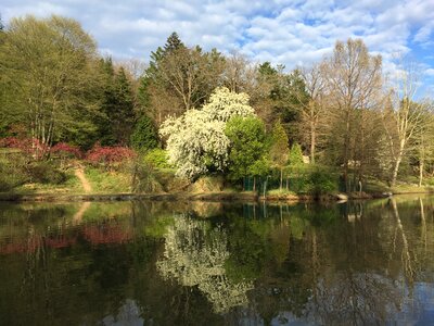 Peace nature tree photo