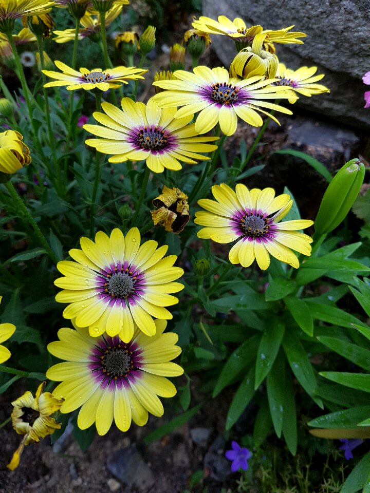 A small wild flower trails around nature
